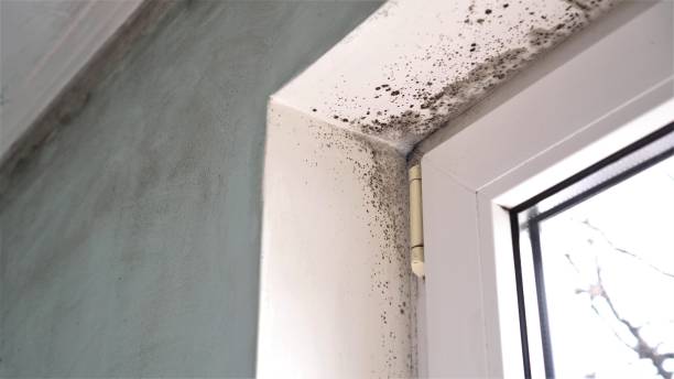 Home Mold Removal